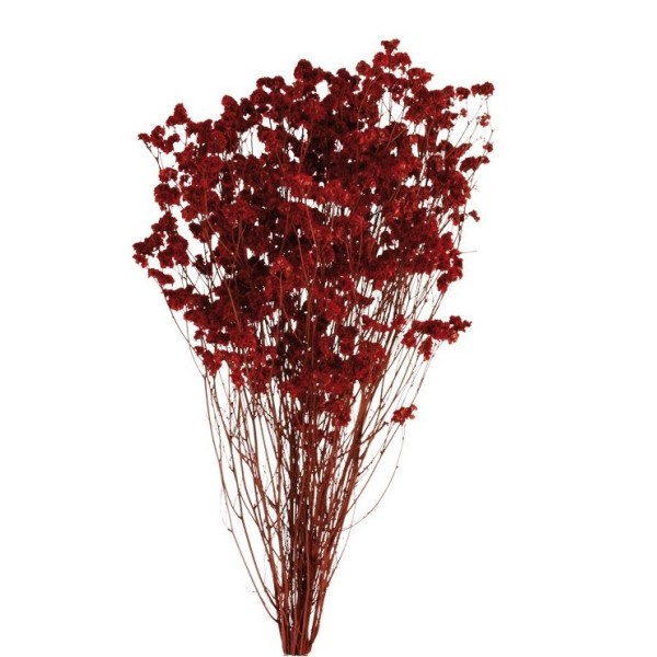 Limonio preservado sinesis 40-50cm burdeos