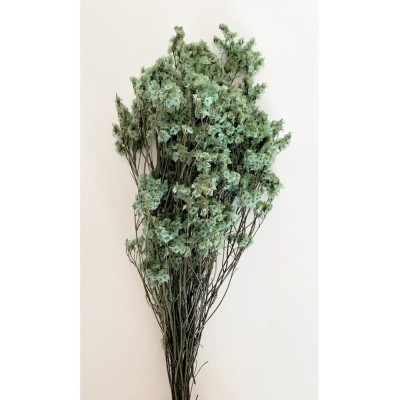 Limonio preservado sinesis 40-50cm turquesa