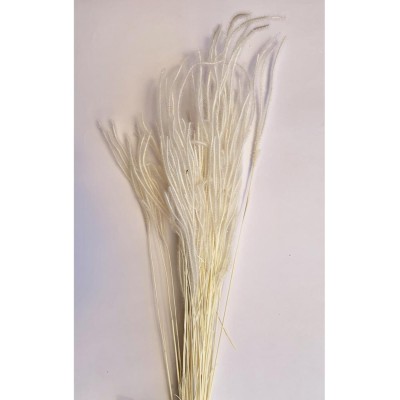 Ouro 60cm 50 grs  blanco