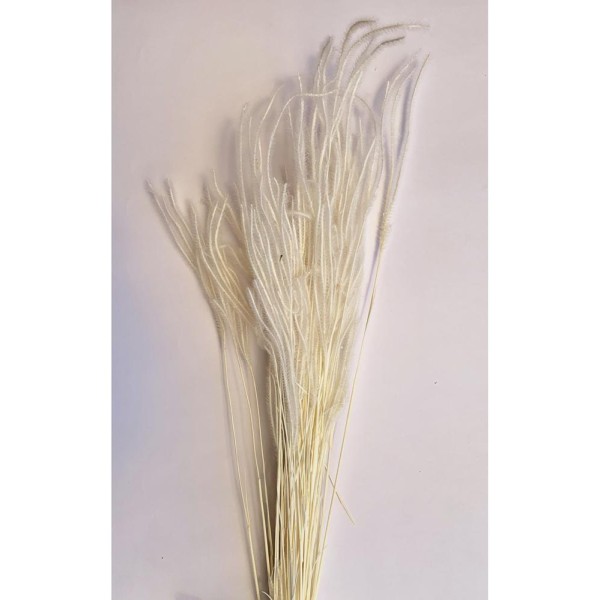 Ouro 60cm 50 grs. blanco