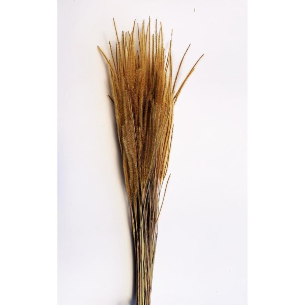 Ouro 60cm 50 grs. natural