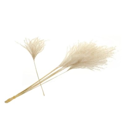 Miscantus 80cm natural