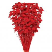 Achillea silvestre seca 150g 60cm rojo
