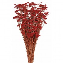 Achillea silvestre seca 150g 60cm rojo-