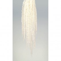 AMARANTHUS CAUDATHUS PRESERVADO BLANCA