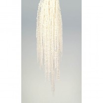 Amaranthus preservado caudathus 200gr blanca