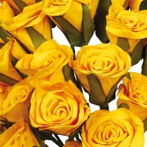 Flor promo papel d.5cm x 25 amarilla