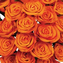 Flor promo papel d.5cm x 25 naranja -