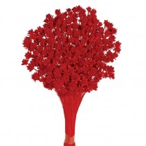 Hill flower seco 45cm 100gr rojo