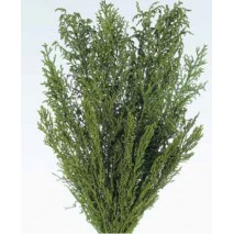 Licopodium long preservada verde