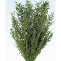 Licopodium long preservado 40 g verde