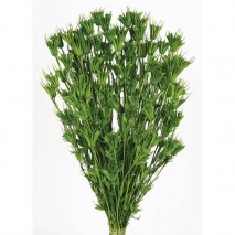Nigella orientalis seca 100gr 50cm verde pistacho +