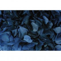 Hortensia preservada sin tallo 14 X 7 cm aproxi. azul marino