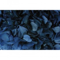 Hortensia preservada sin tallo 14x7cm aprox. azul marino