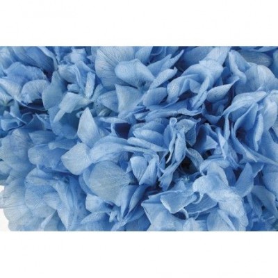 Hortensia preservada sin tallo 14 x 7 cm aprox. azul cielo