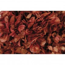 Pomo Hortensia preservada c/tallo  rosa fucsia lavado