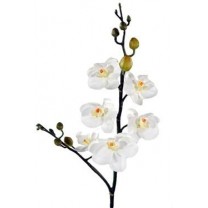 Orquídea phalaenopsis mini s/hojas x 6 fl x 56cm blanca