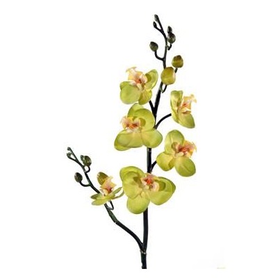 Orquídea phalaenopsis mini s/hojas x 6 fl x 56cm verde