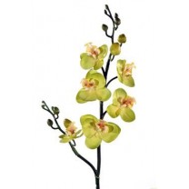 Orquídea phalaenopsis mini s/hojas x 6 fl x 56cm verde