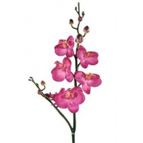 Orquídea phalaenopsis mini s/hojas x 6 fl x 56cm fucsia
