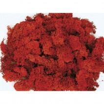 Musgo finlandés preservado en rojo lavado