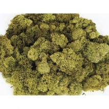 Musgo finlandés preservado bolsa  500gr verde