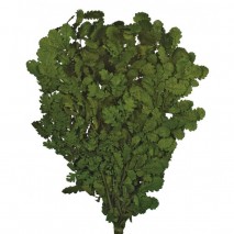 Kerqus preservada 80 cm 500 g verde