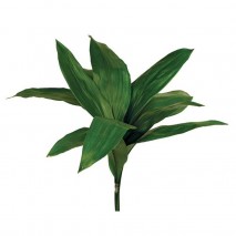 POMO ASPIDISTRA 55 CM 10 PCS