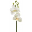 Orquídea phalaenopsis s/hojas x  2 flores 25cm blanca