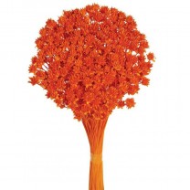Hill flower seco 45cm 100gr naranja