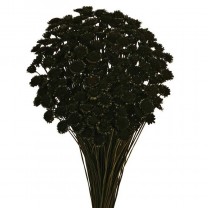 Margaret seca 85g 50cm negro