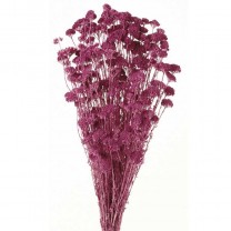 Achillea silvestre seca 150g 60cm rosa/malva +