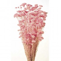 Achillea silvestre seca 150g 60cm rosa