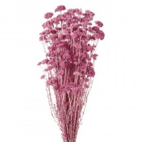 Achillea silvestre seca 150g 60cm rosa/malva