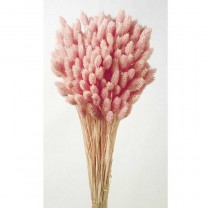 Phalaris seco 80cm rosa