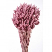 Phalaris seco 80cm rosa/malva