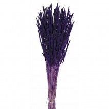 PHLEUM 100 GRS MORADO