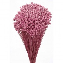 Jazilda seca 100gr 50cm rosa/malva