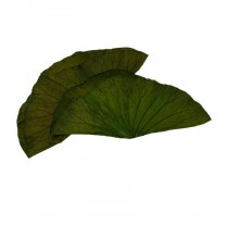 Hojas lotus preservada Ø15-20cm 10 piezas verde
