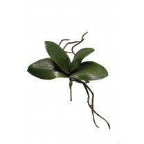 Hoja orquídea phalaenopsis mini 4 h.ver+raíz x 20cm