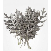 HOJA DE CINERARIA LEAVES                                                      