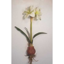 Amarilis c/bulbo blanco