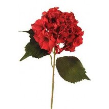 Hortensia x 1 con velvet roja