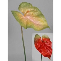 Exótica anthurium largo 25cm 040 verde/rojo