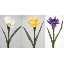 Iris x 1 fl + 4 h x 55cm amarillo