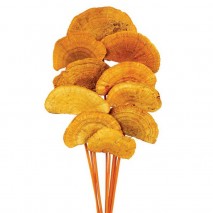 Mush sponge 10 pcs naranja