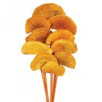 Mush sponge 10 pcs 40cm d.6-8cm naranja