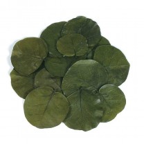 Hoja preservada manzanita 25 pcs x 10-15cm  verde