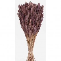 Spigadoro seco 100gr 50cm lila