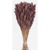 Spigadoro seco 100gr 50cm lila